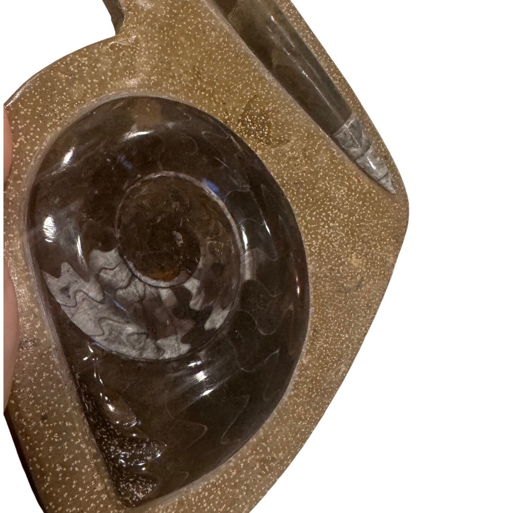 Polished Goniatite and Orthoceras Fossil Specimen 8.5‎ Inch Decor
Vintage Desk - Picture 6 of 10
